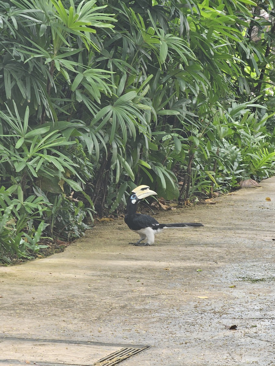 Oriental Pied-Hornbill - ML645643813