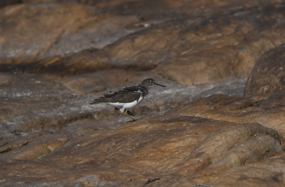 Common Sandpiper - ML645643816