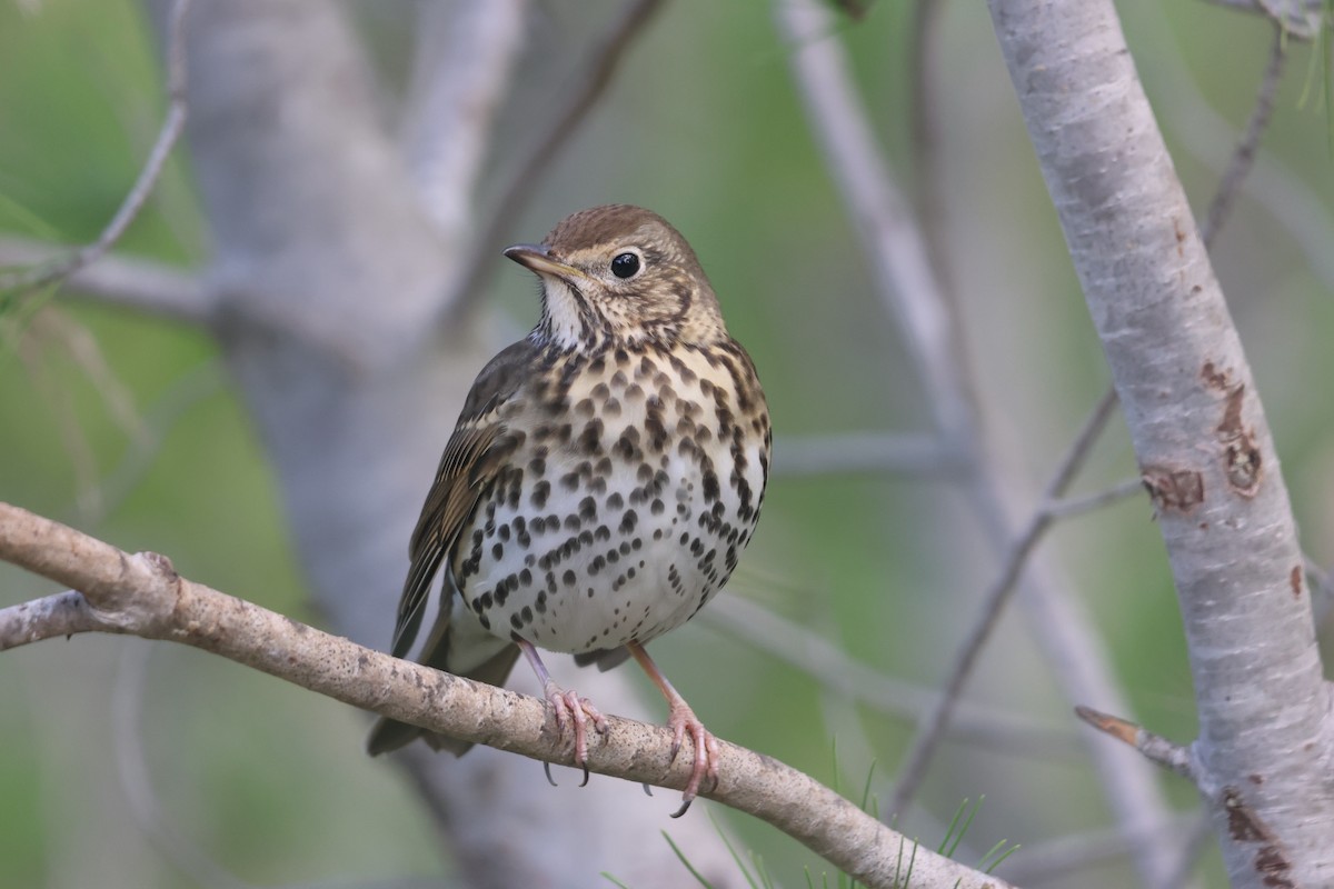 Song Thrush - ML645643818