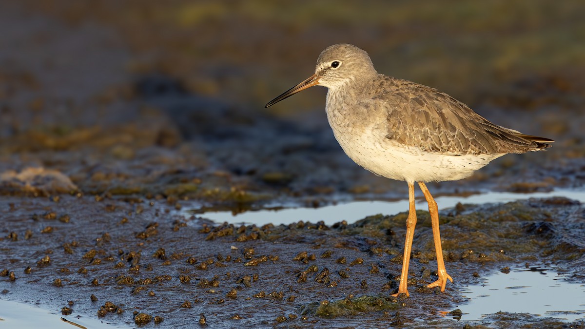 Common Redshank - ML645643821