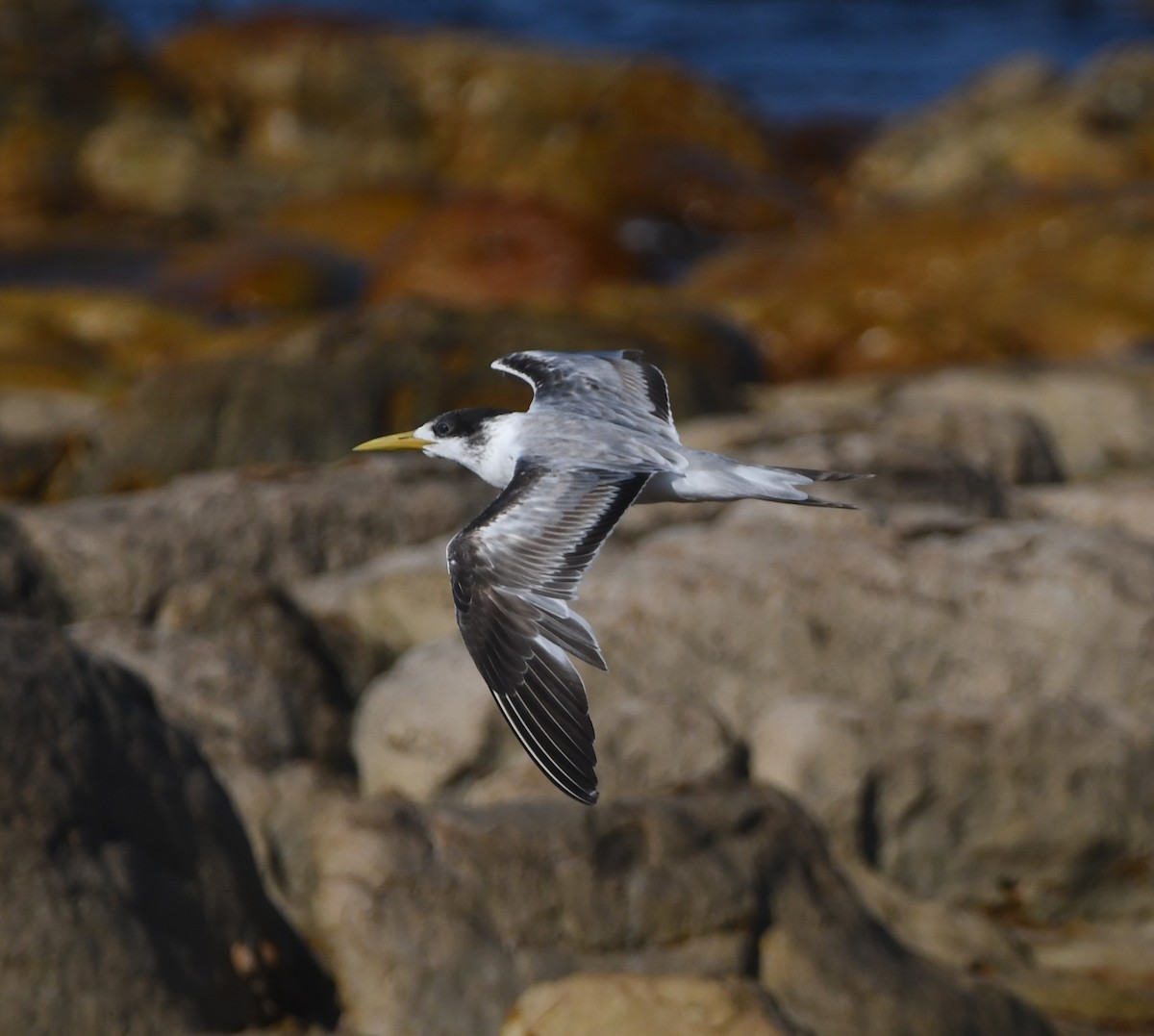 Great Crested Tern - ML645643822