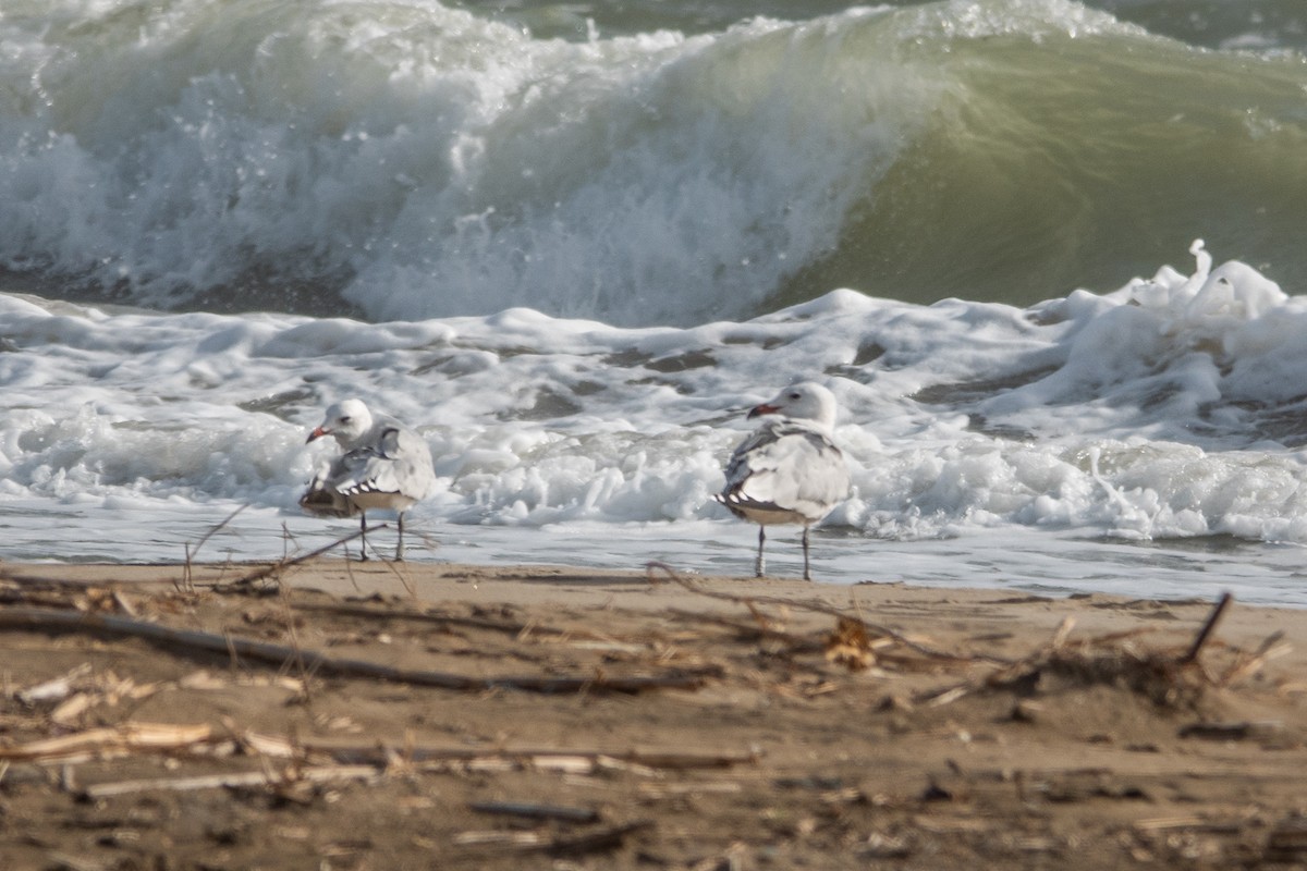 racek zelenonohý - ML645643828