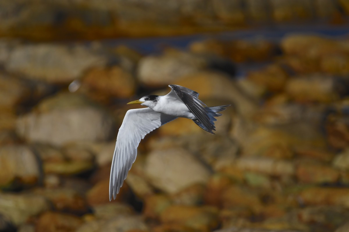 Great Crested Tern - ML645643831