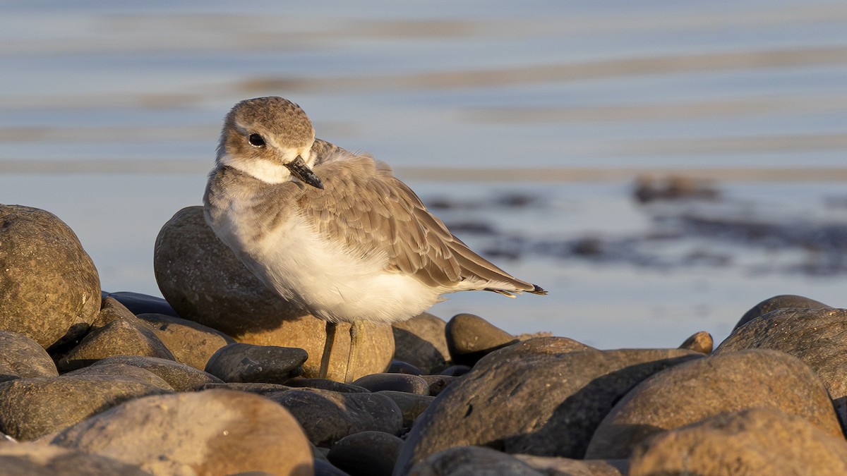 Greater Sand-Plover - ML645643833