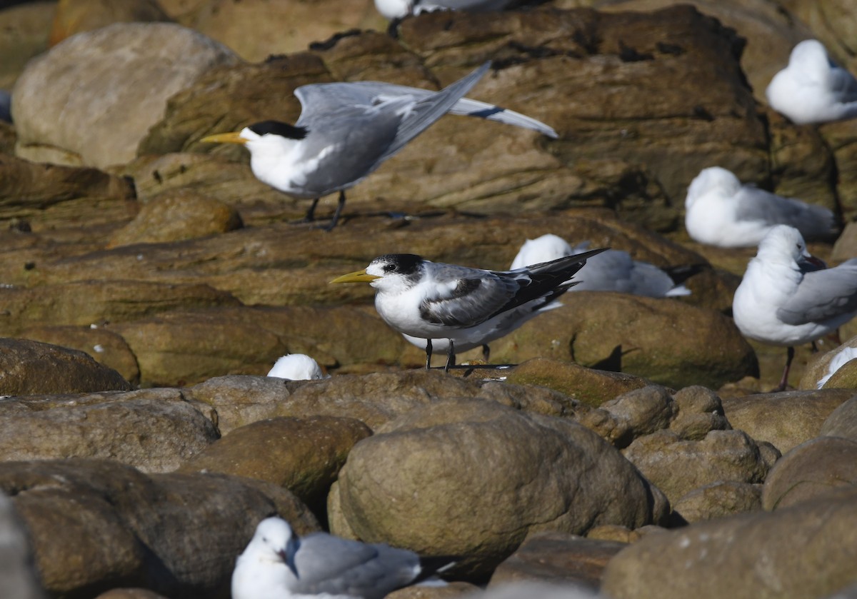 Great Crested Tern - ML645643840