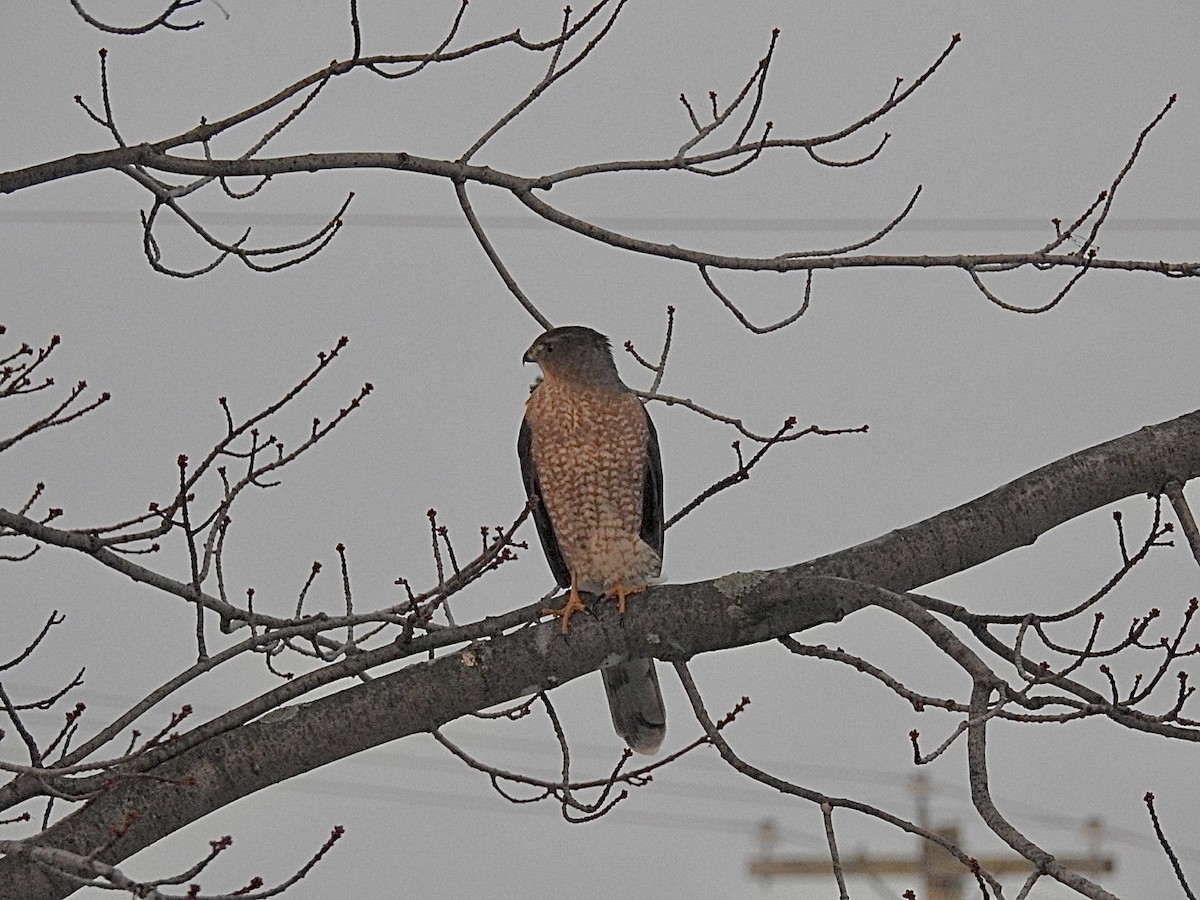 Cooper's Hawk - ML645643867