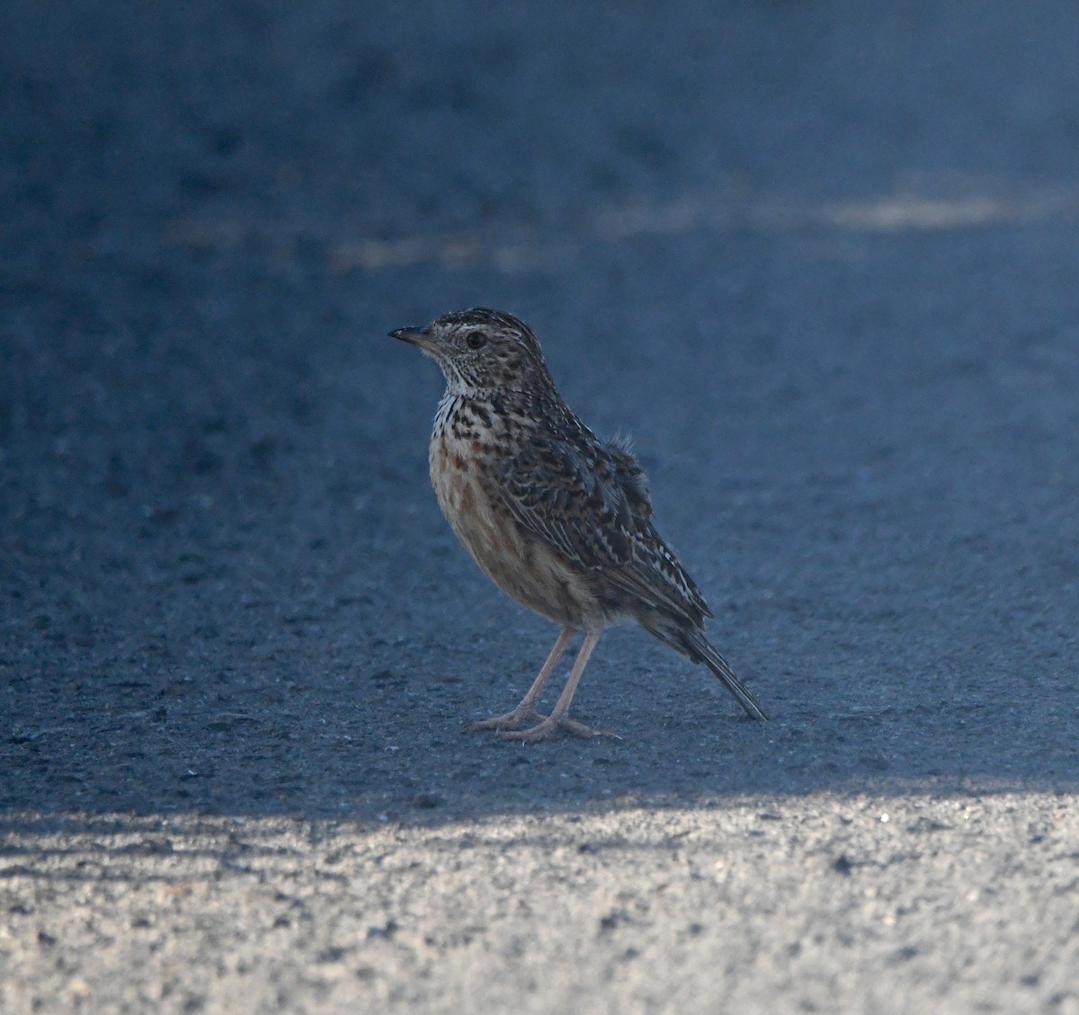 Cape Clapper Lark (Cape) - ML645643872