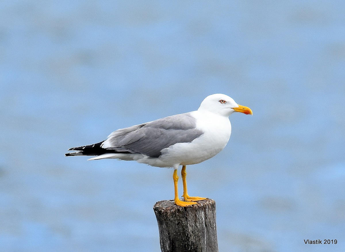 racek středomořský - ML645643879