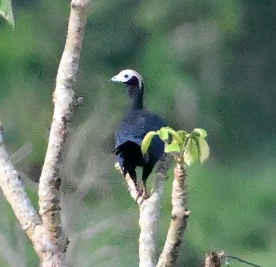 Blue-throated Piping-Guan - ML645643880