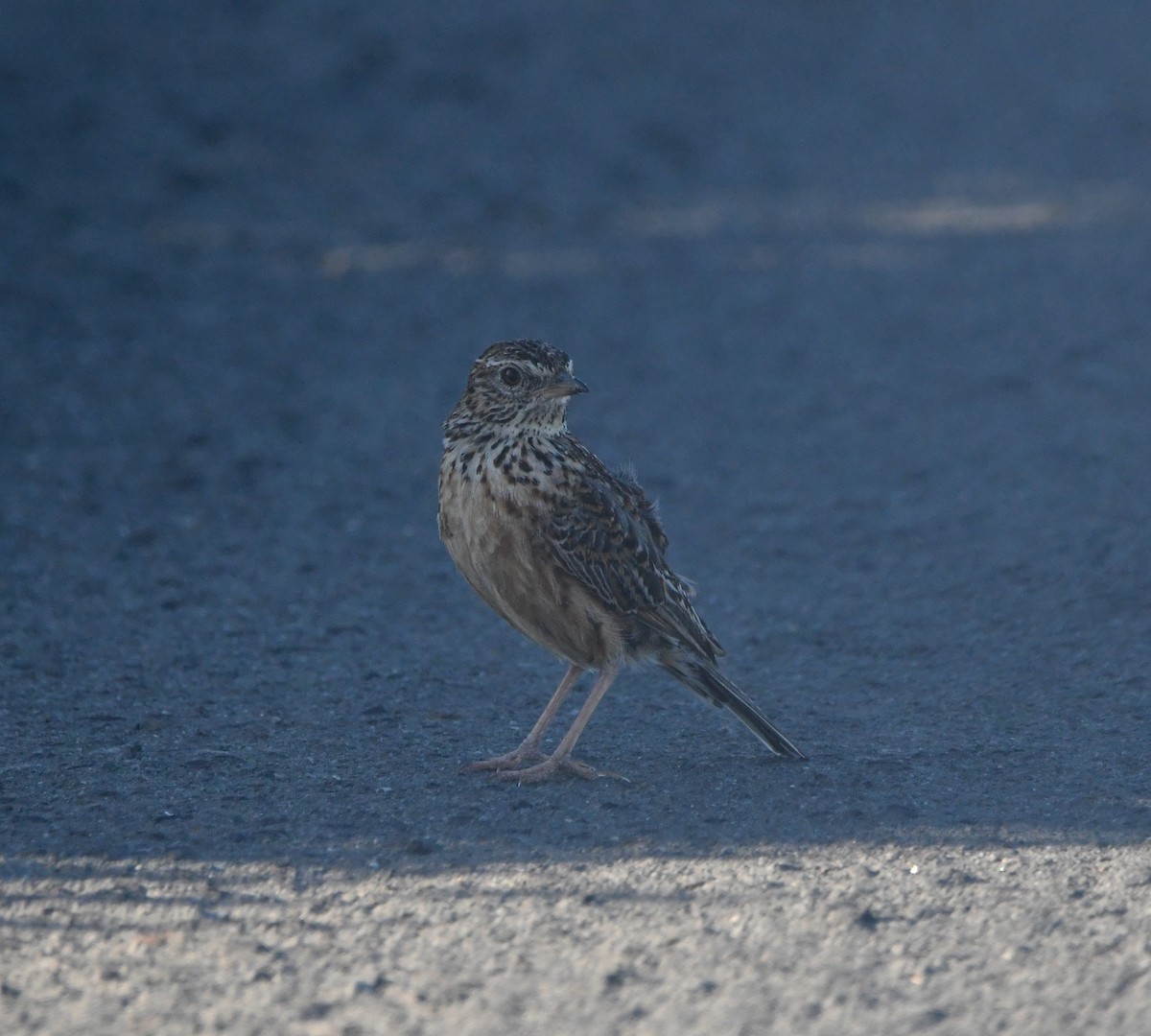 Cape Clapper Lark (Cape) - ML645643884