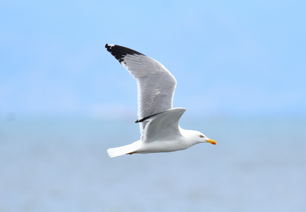 racek středomořský - ML645643885