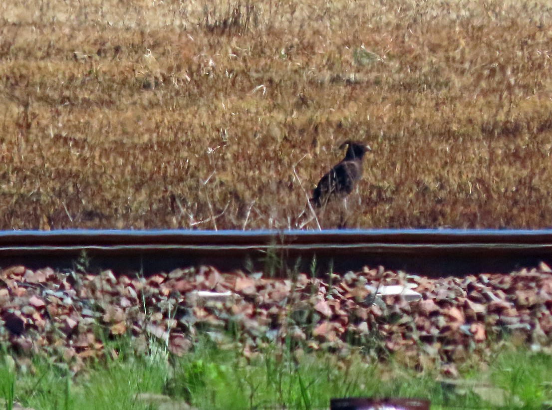 Long-crested Eagle - ML645643888