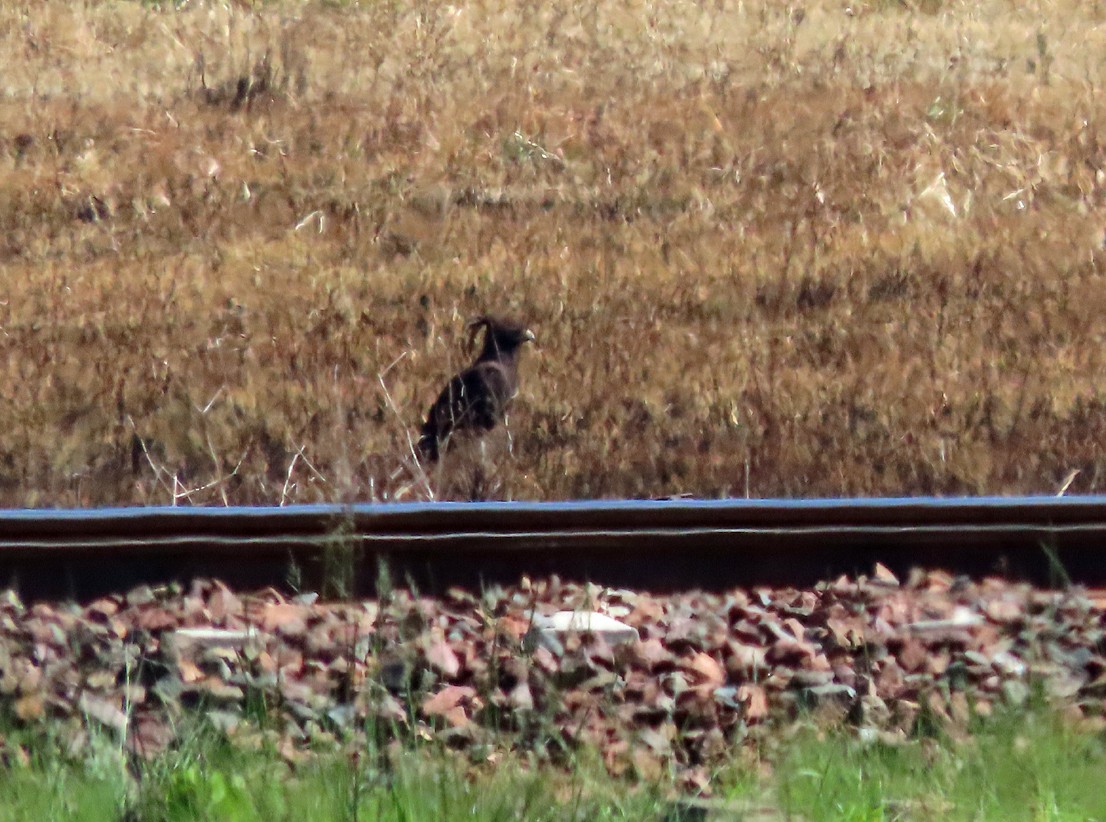 Long-crested Eagle - ML645643889
