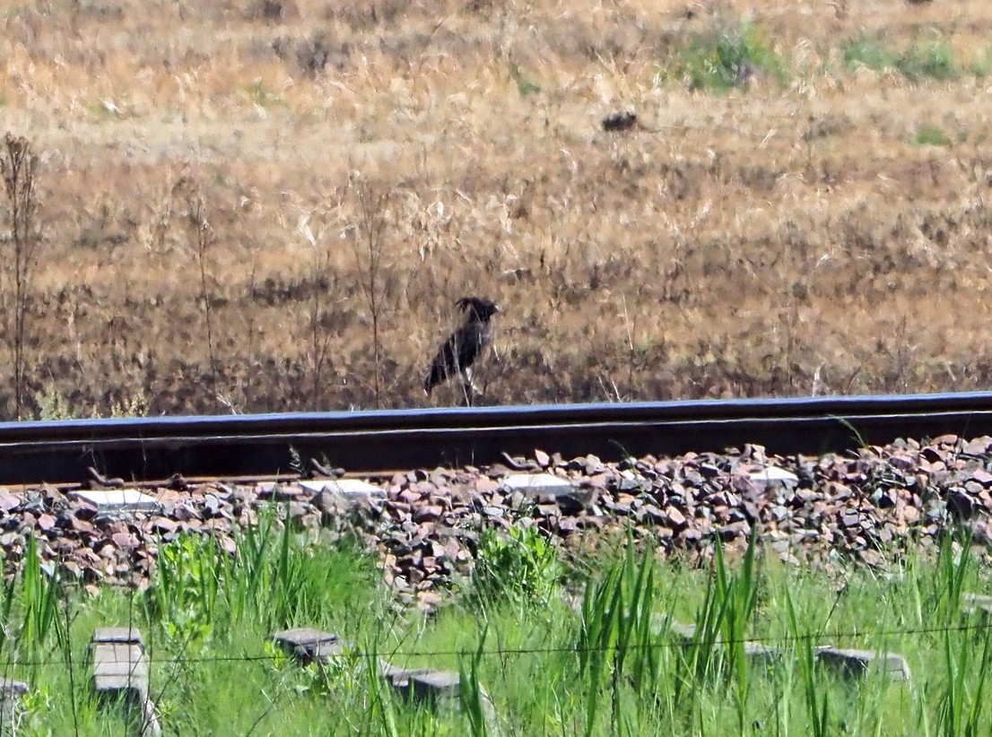 Long-crested Eagle - ML645643890