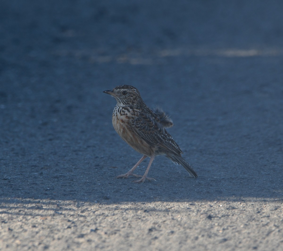 Cape Clapper Lark (Cape) - ML645643894