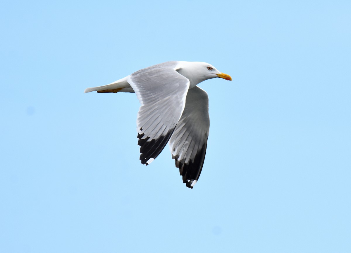 racek středomořský - ML645643895