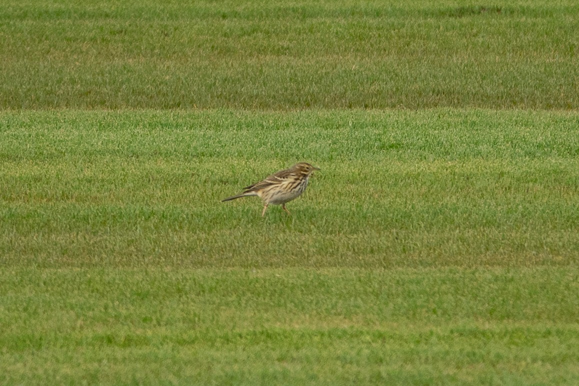 linduška luční - ML645643896