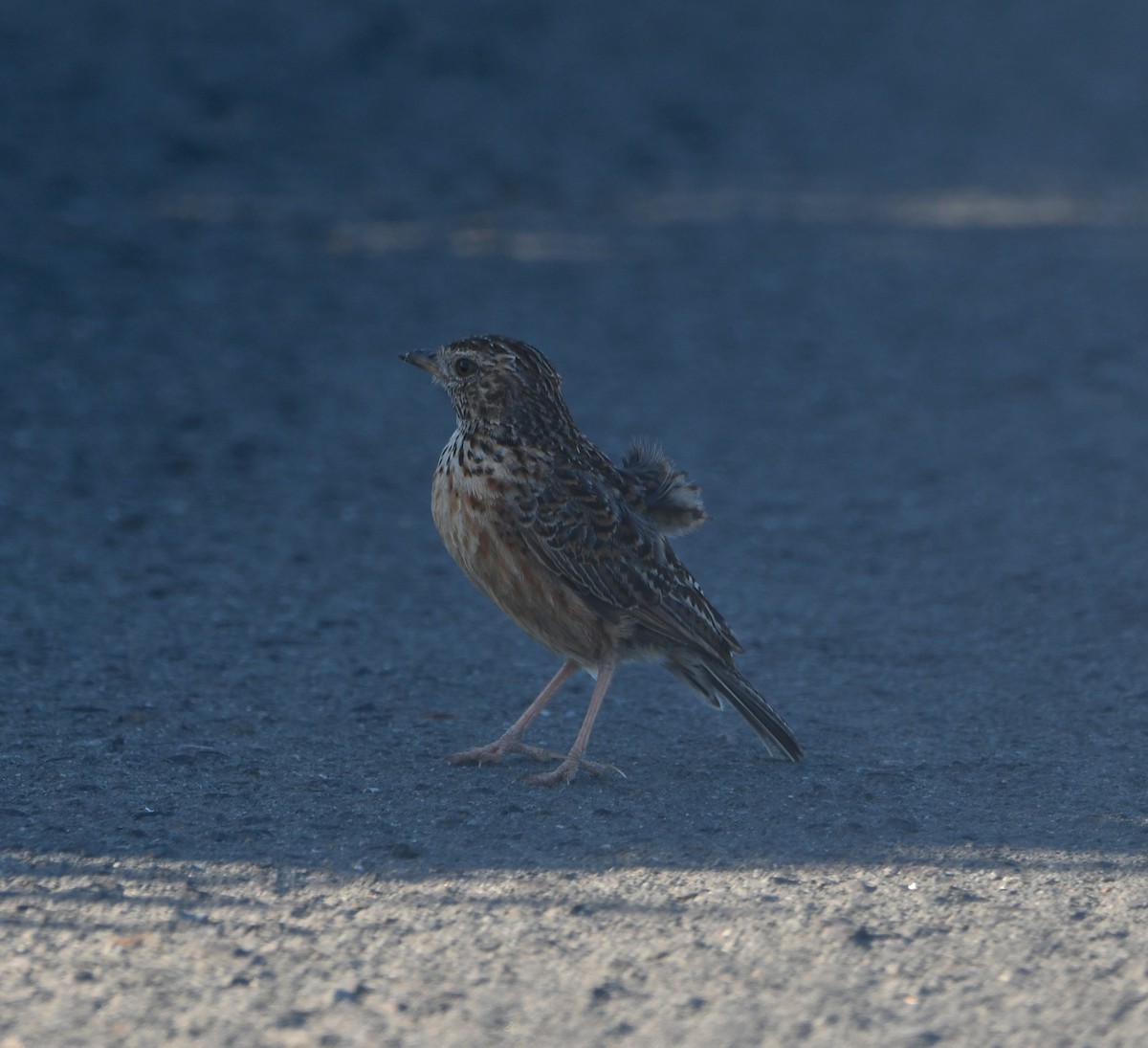 Cape Clapper Lark (Cape) - ML645643900