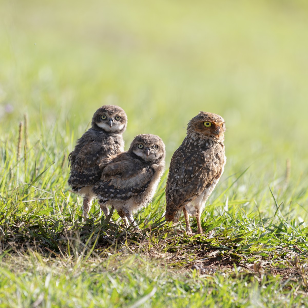 Burrowing Owl - ML645643904