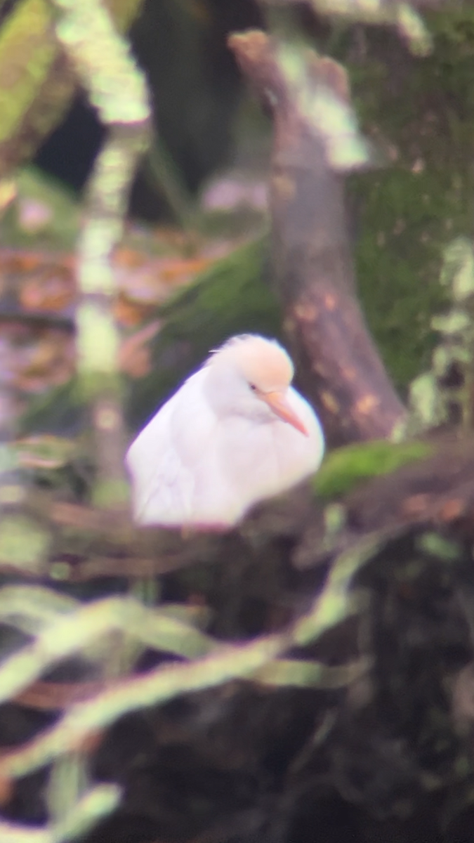 Western Cattle-Egret - ML645643909