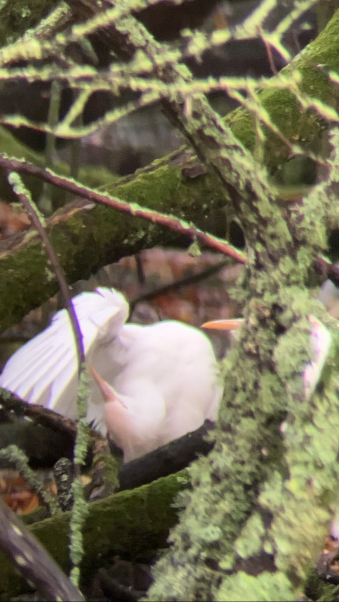 Western Cattle-Egret - ML645643910