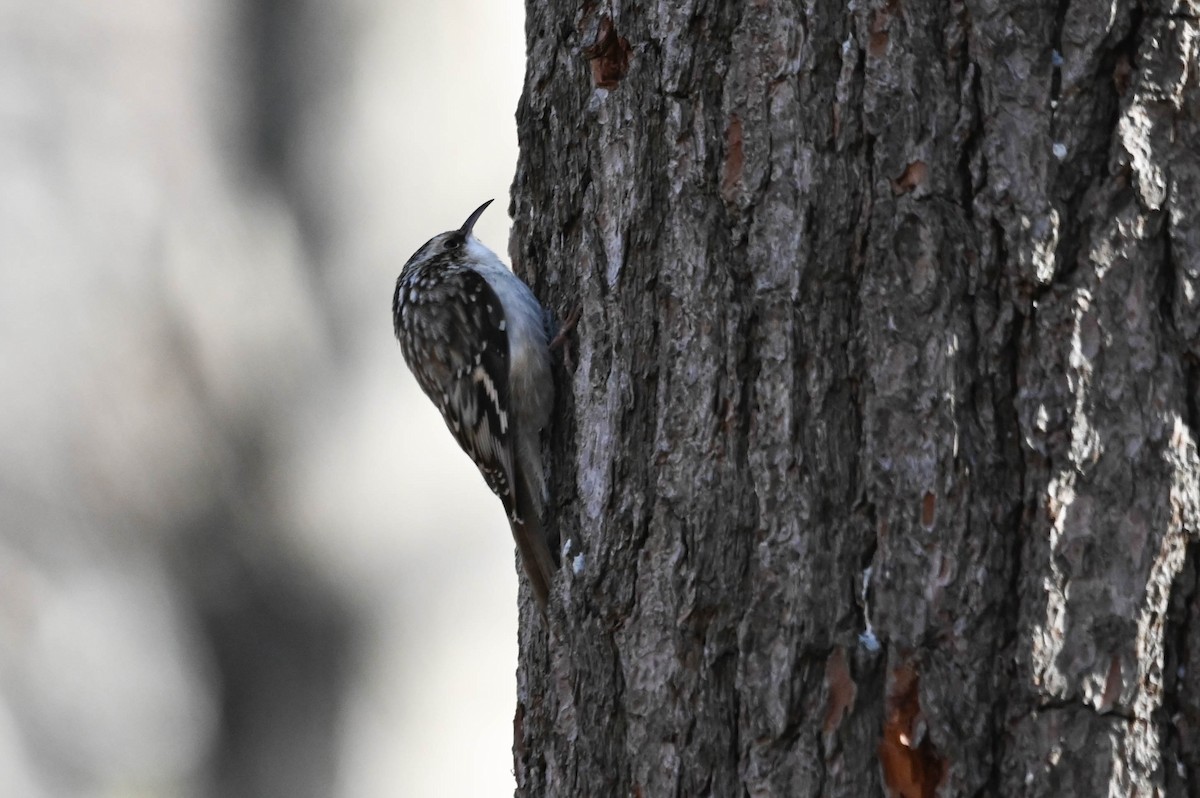 Amerikabaumläufer - ML645643911