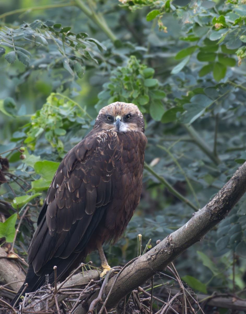 Western Marsh Harrier - ML645643923