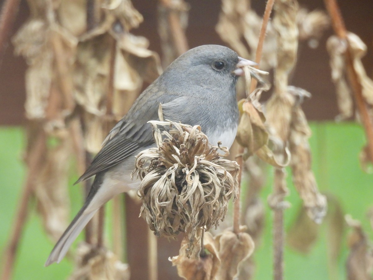 Dark-eyed Junco - ML645643928