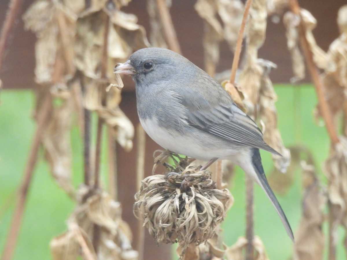 Dark-eyed Junco - ML645643929