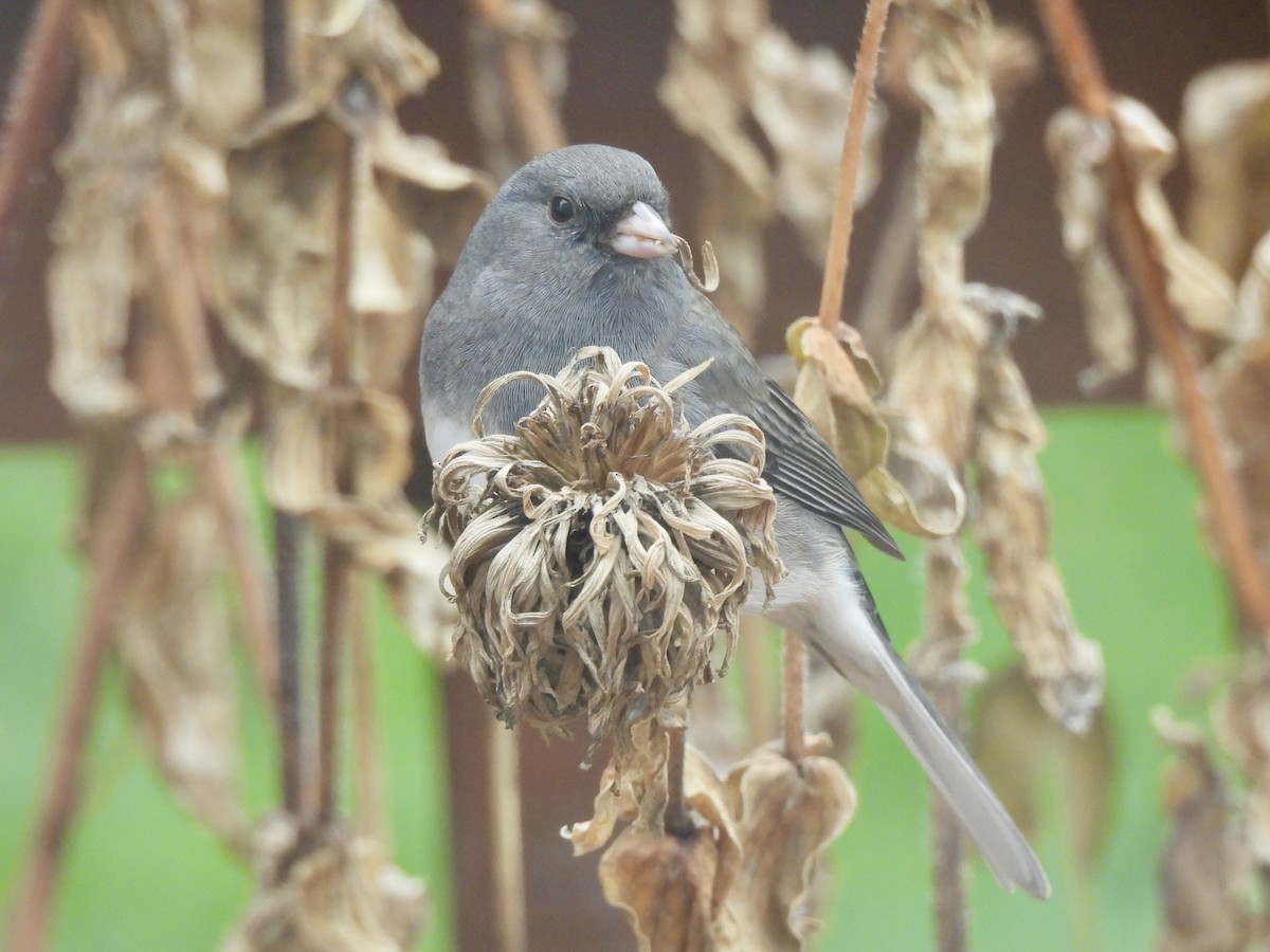 Dark-eyed Junco - ML645643930