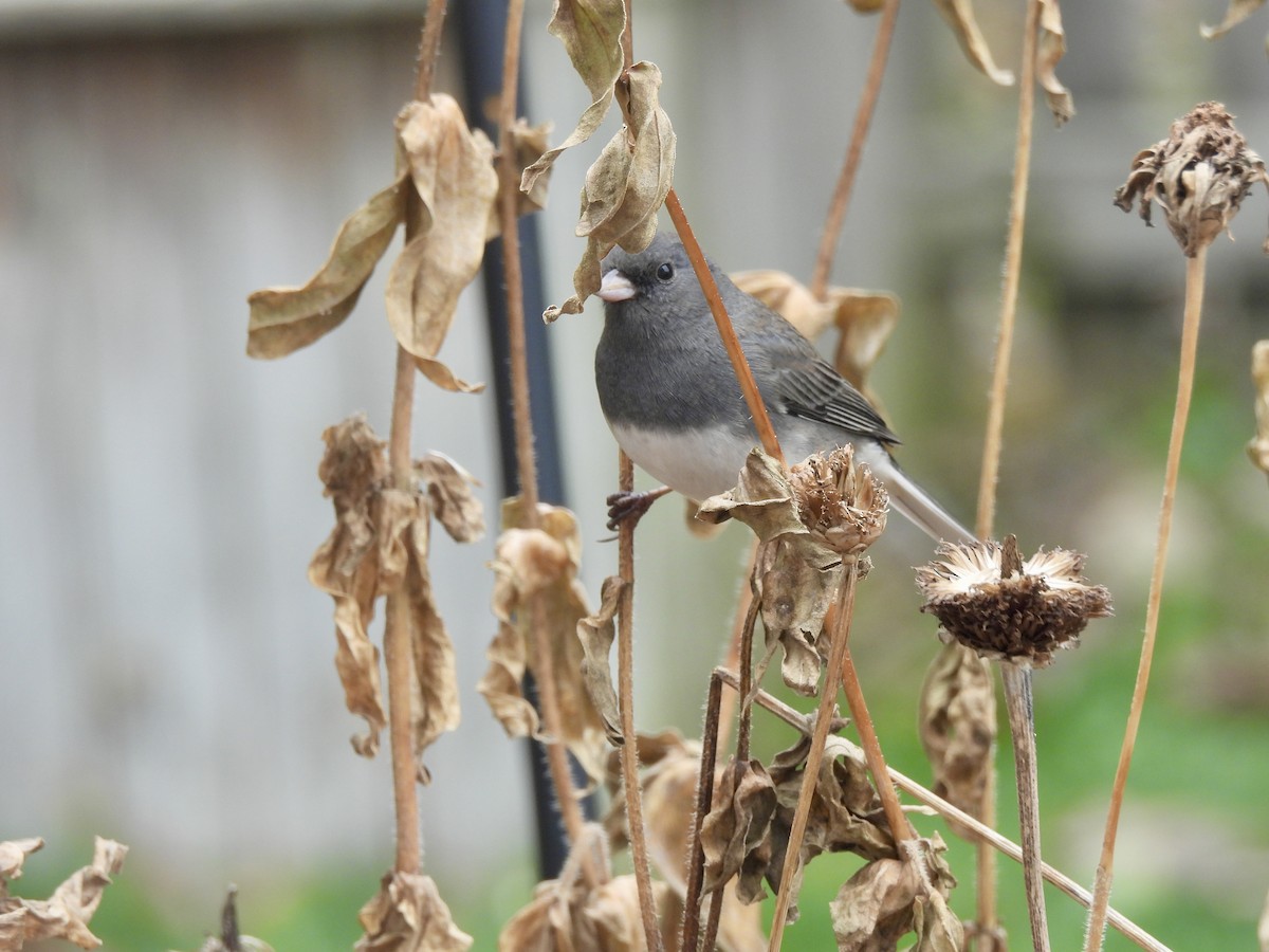 Dark-eyed Junco - ML645643931
