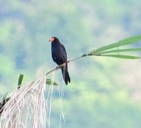 Siyah Karakara - ML645643936