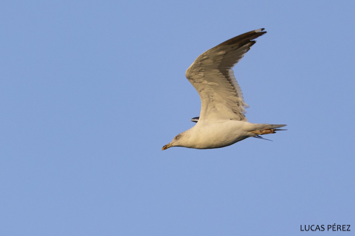 Mittelmeermöwe - ML645643938