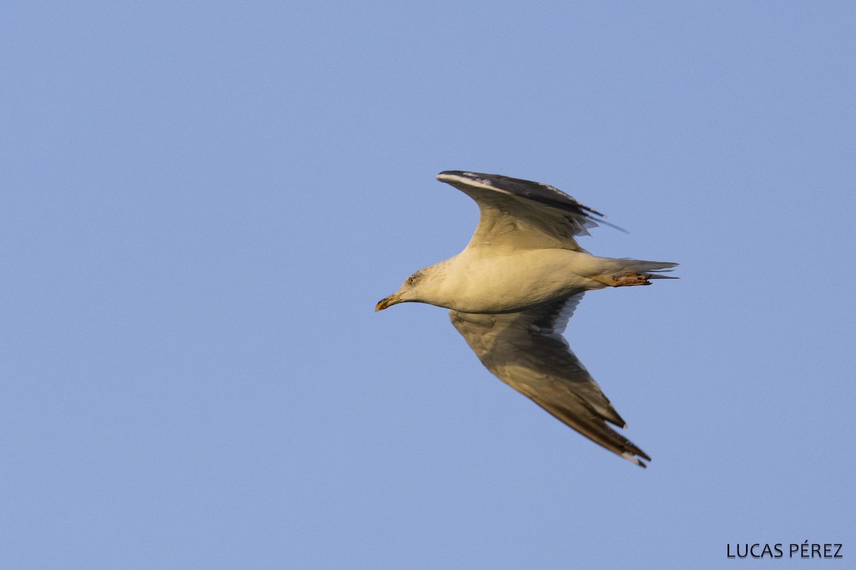 racek středomořský - ML645643939