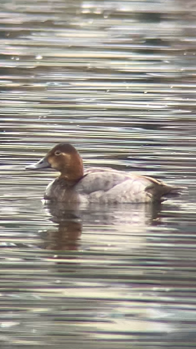 Common Pochard - ML645643940