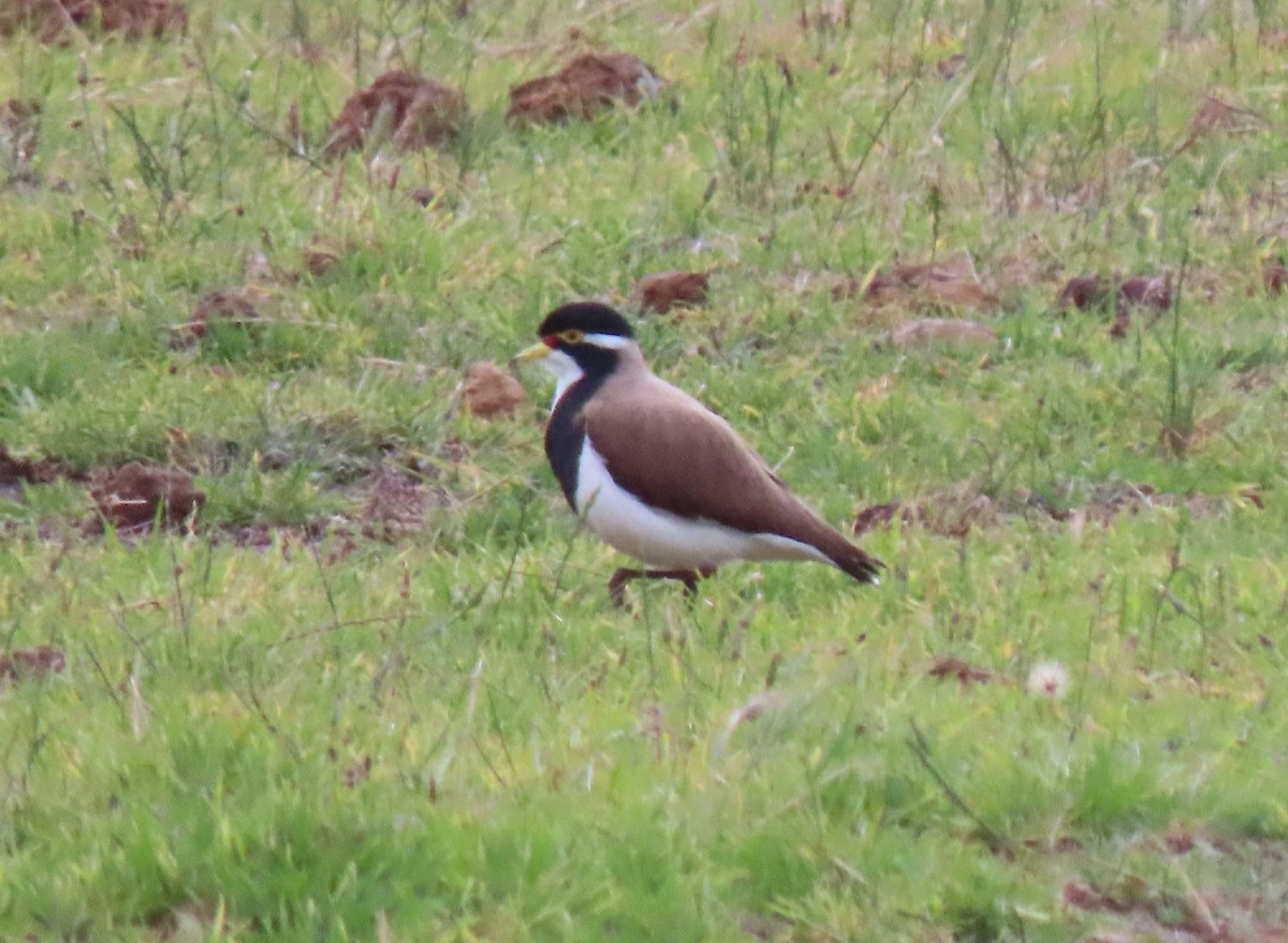 Schwarzbandkiebitz - ML645643944