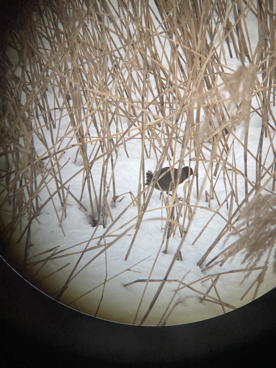 Zimtsumpfhuhn - ML645643946