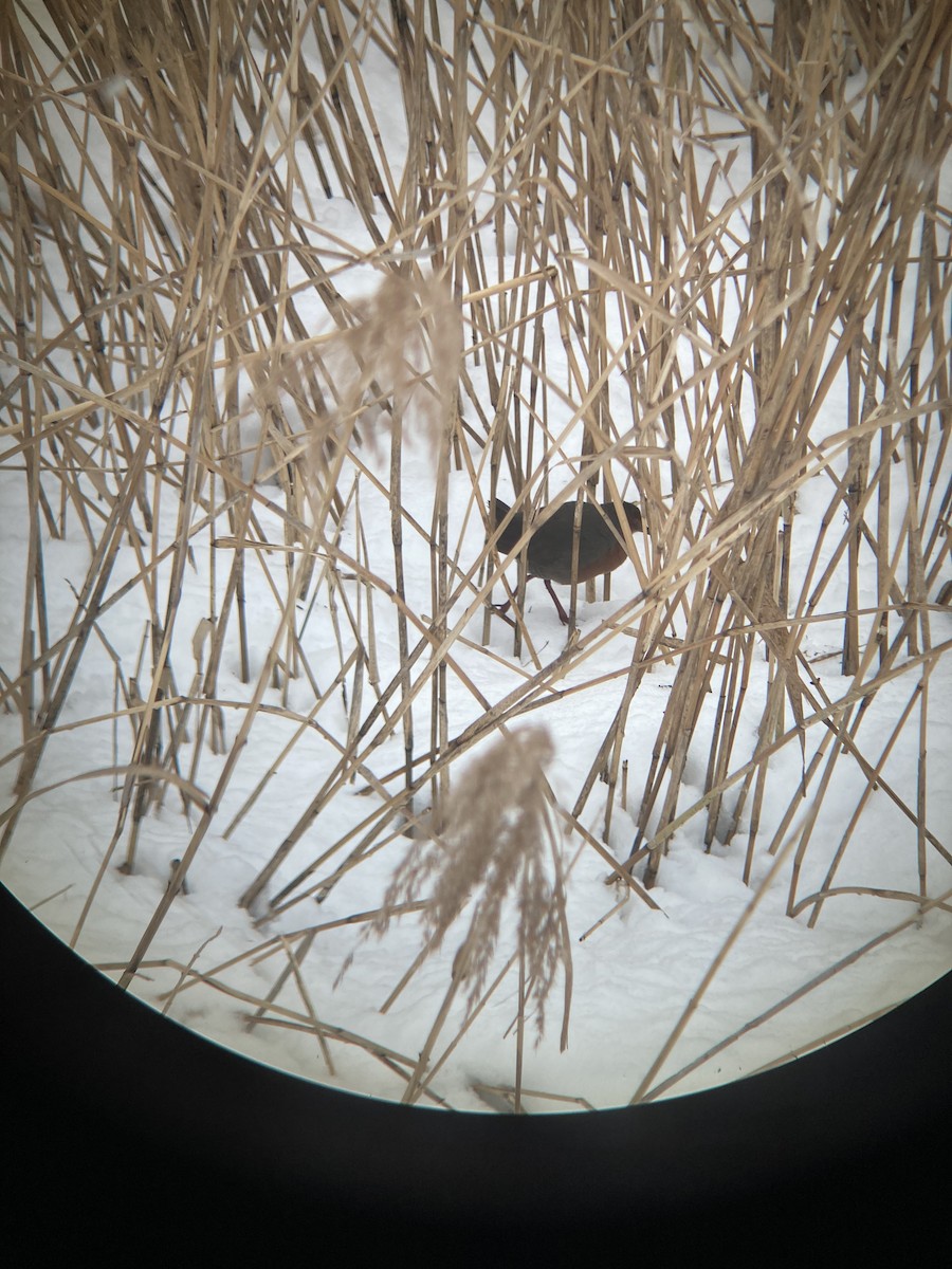 Zimtsumpfhuhn - ML645643947