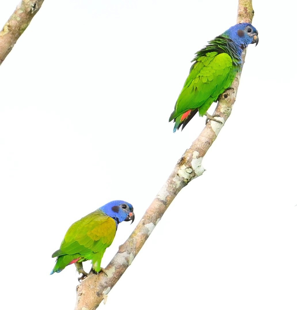 Schwarzohrpapagei - ML645643948