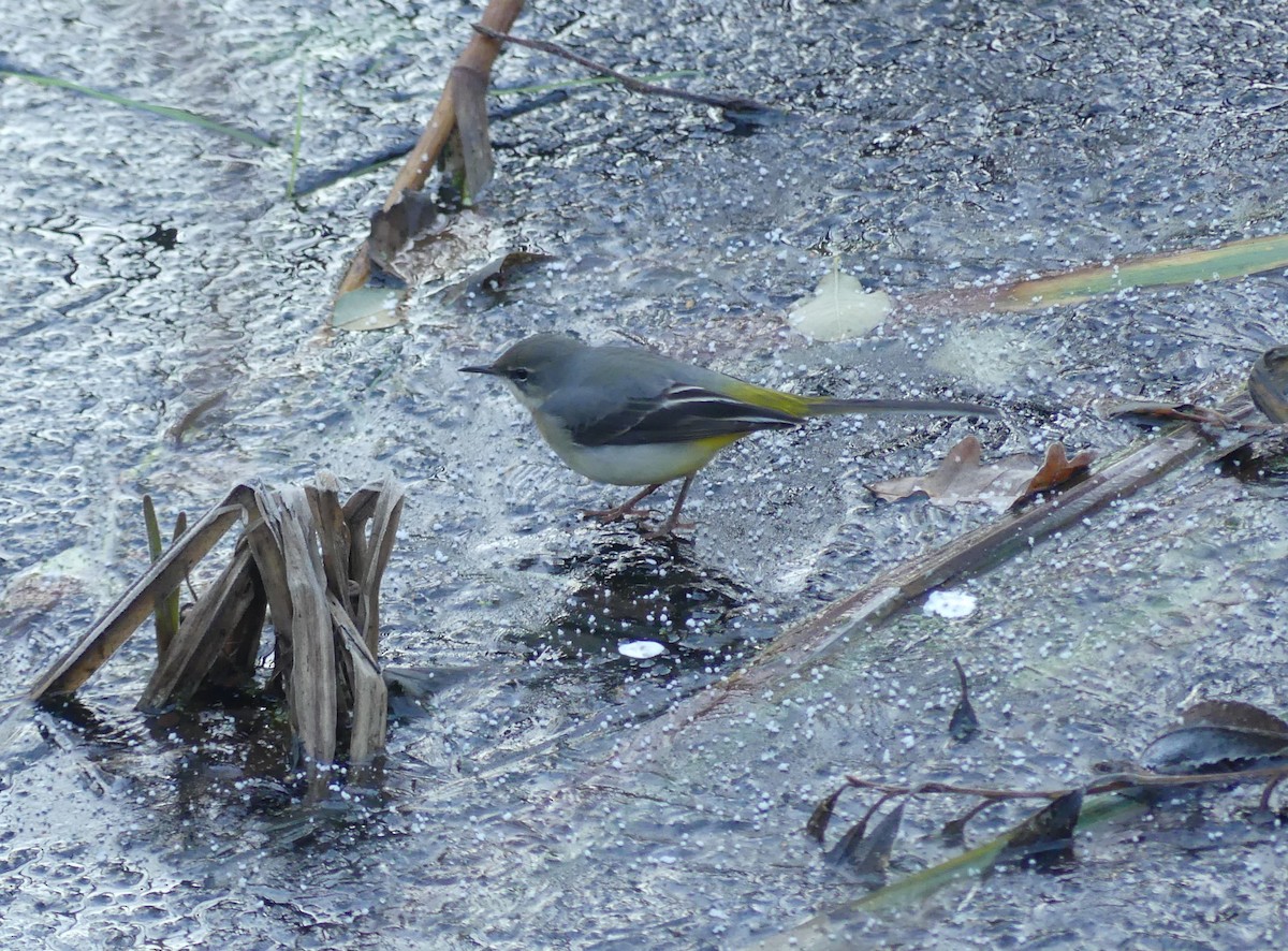 Gebirgsstelze - ML645643949