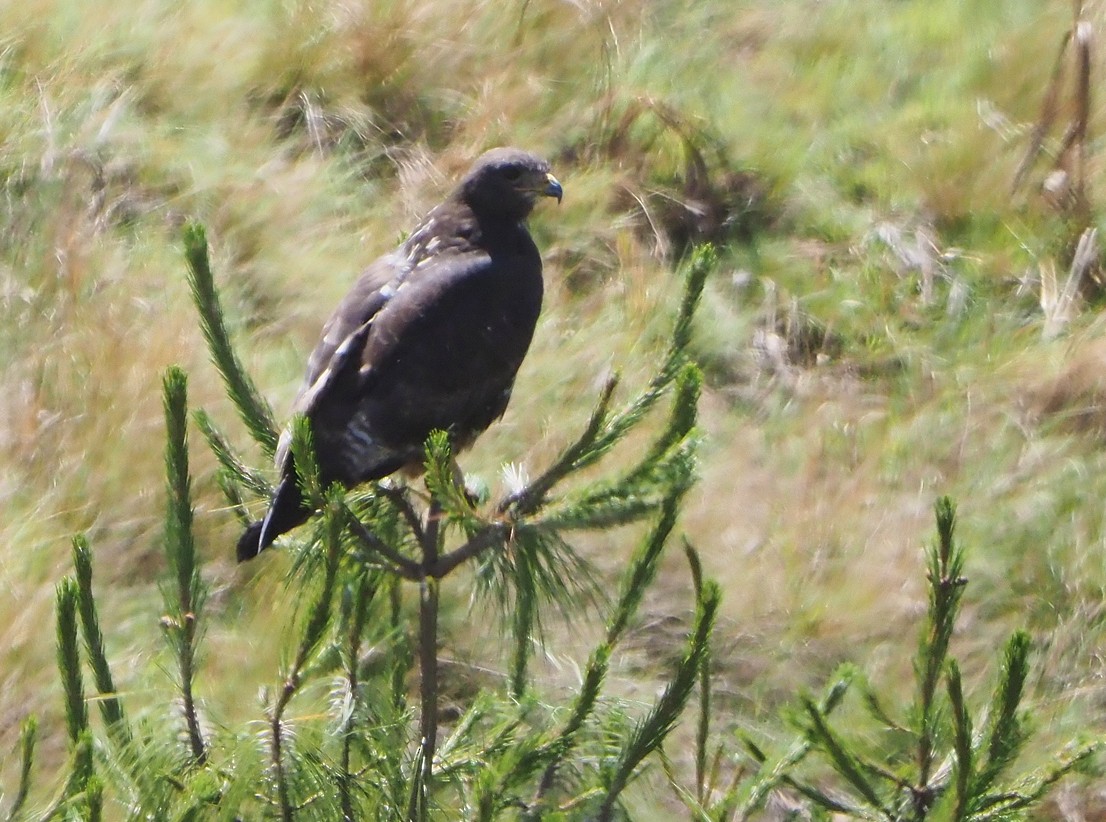 Felsenbussard - ML645643950