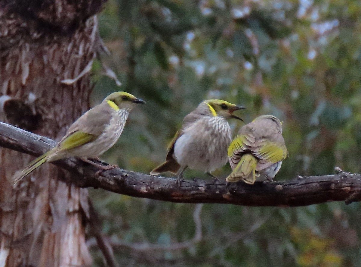 Gelbscheitel-Honigfresser - ML645643952