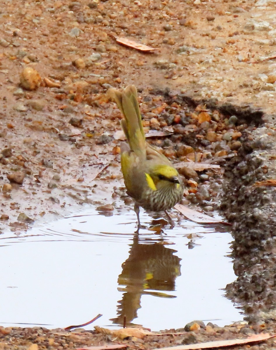 Gelbscheitel-Honigfresser - ML645643953