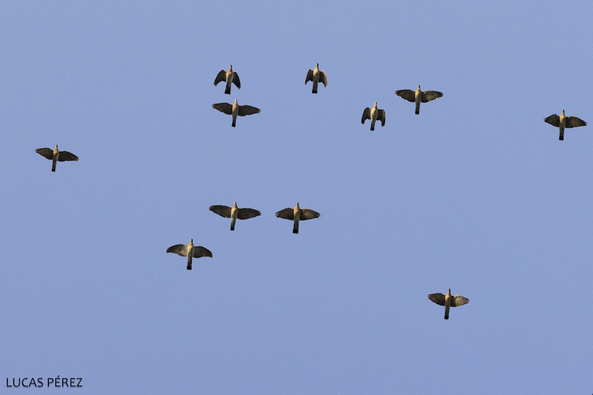 Ringeltaube - ML645643954