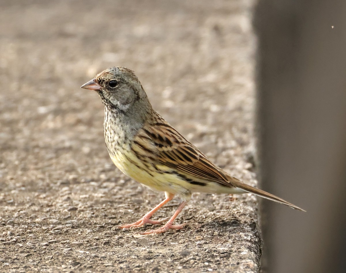 Maskenammer - ML645643955