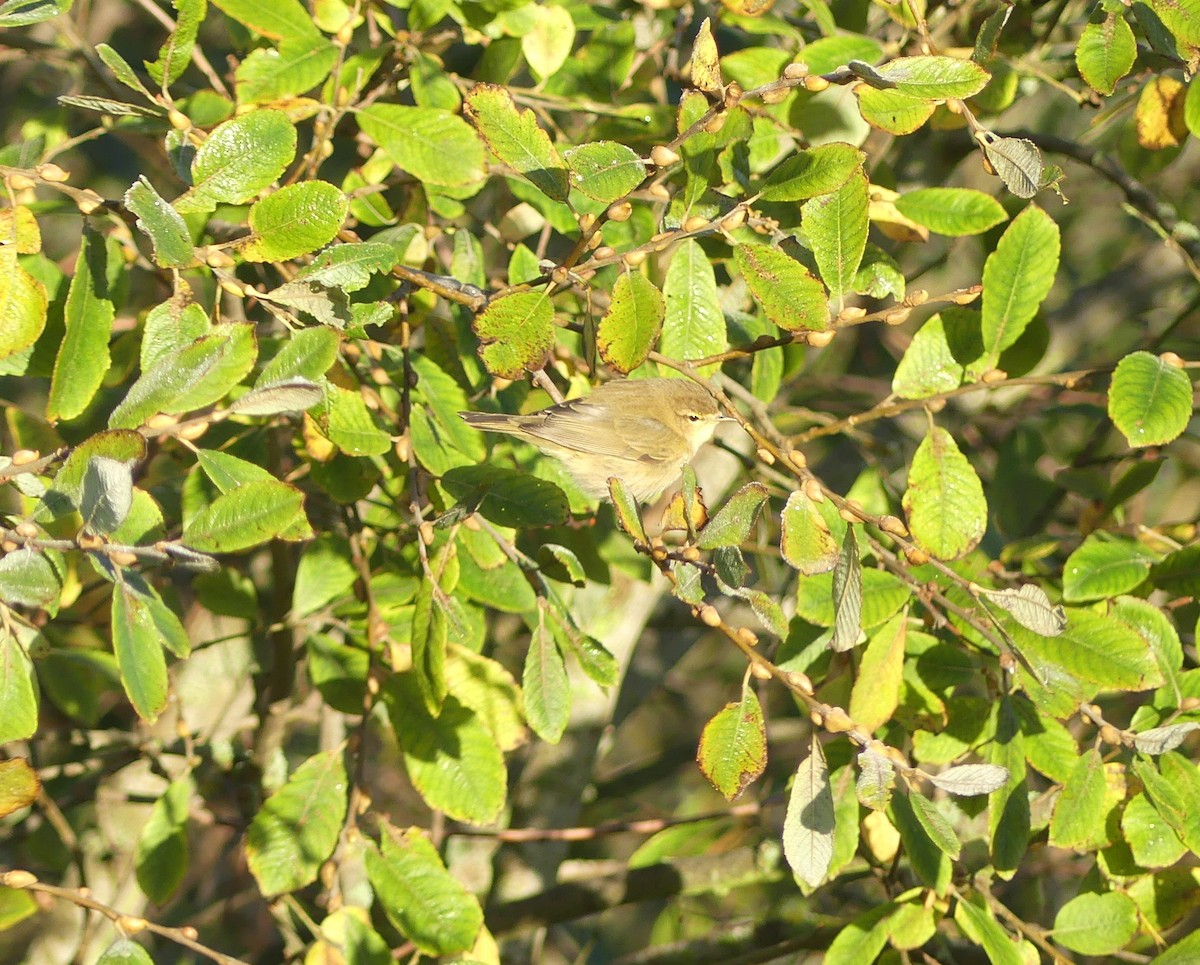 Zilpzalp - ML645643956