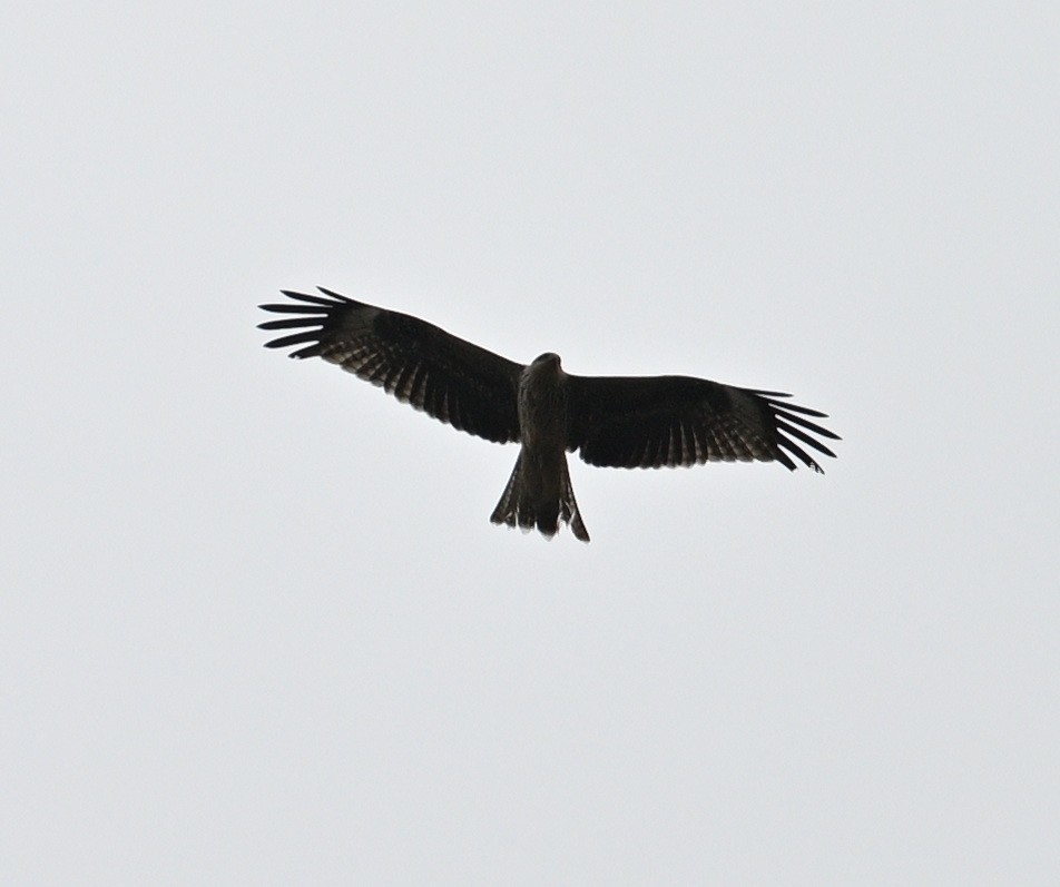 Schwarzmilan - ML645643959