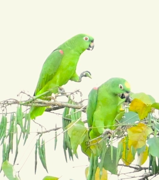 Gelbscheitelamazone - ML645643963