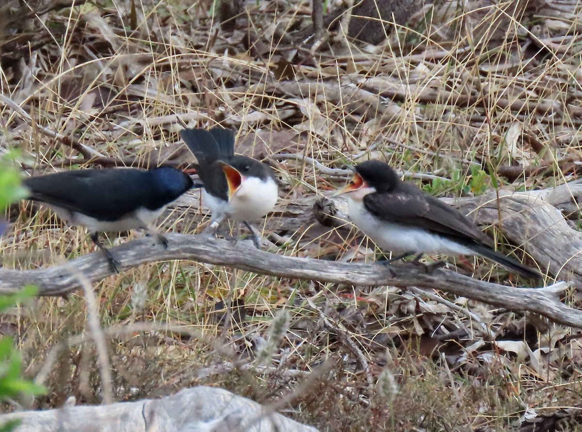 Weißkehlmonarch - ML645643965