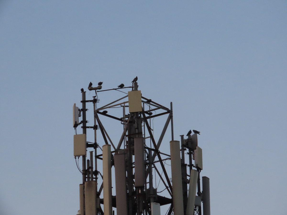 Felsentaube (Straßentaube) - ML645643966